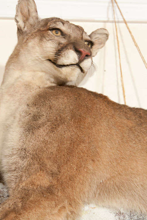 Cougar Taxidermy Wall Mount In Excellent Condition In Stamford, CT